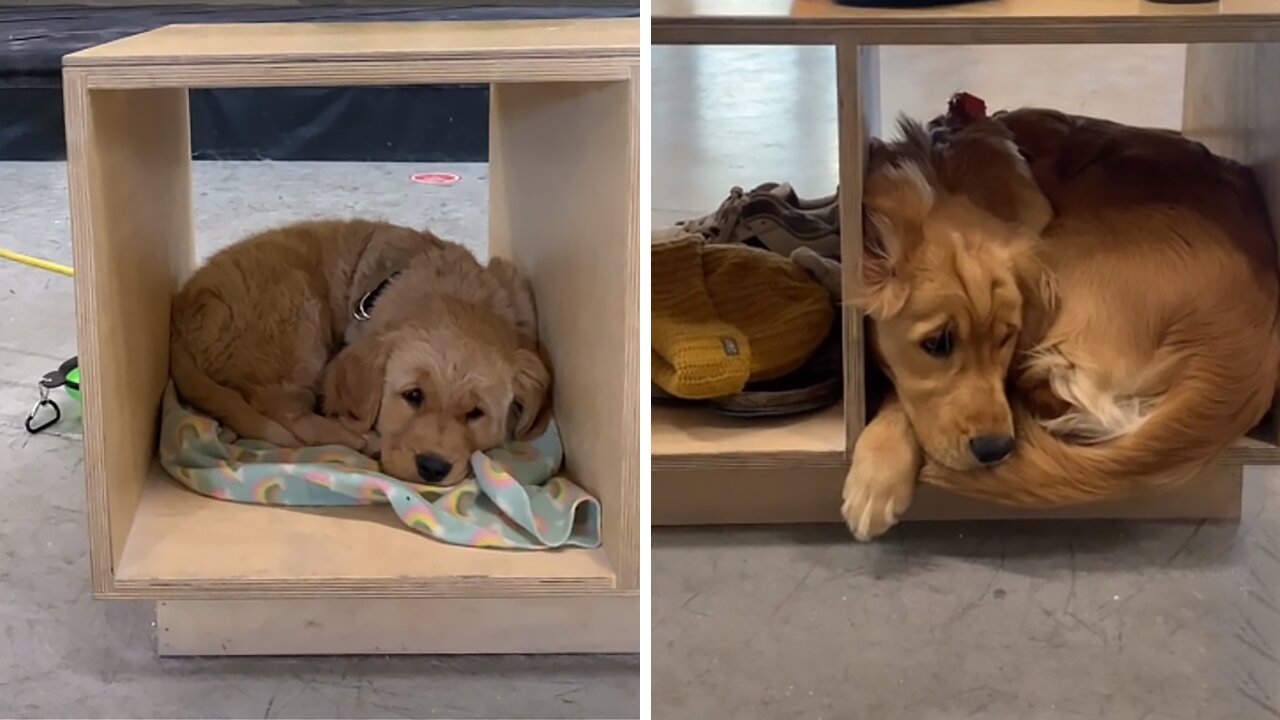 It’s so cute but so sad she still squeezes herself in the same cubby every time we go