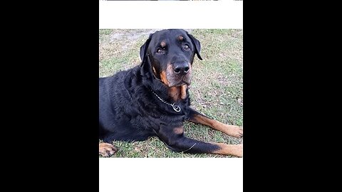 CDT 10 Minute Testimonies: Dog Owner Heals Dog & Later Himself With Chlorine Dioxide: Episode 20