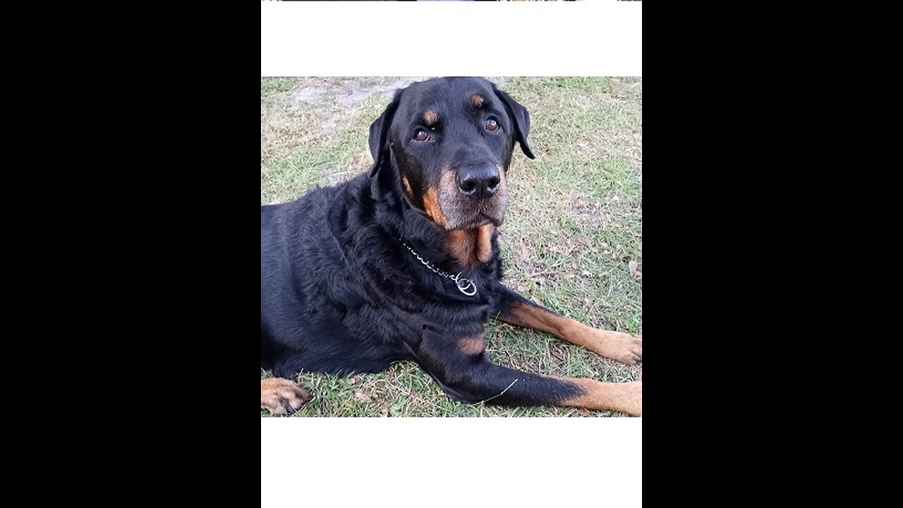 CDT 10 Minute Testimonies: Dog Owner Heals Dog & Later Himself With Chlorine Dioxide: Episode 20