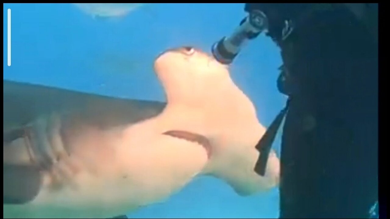 Attentive Hammerhead