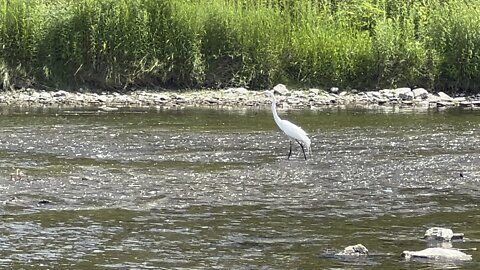 White Egret fishing