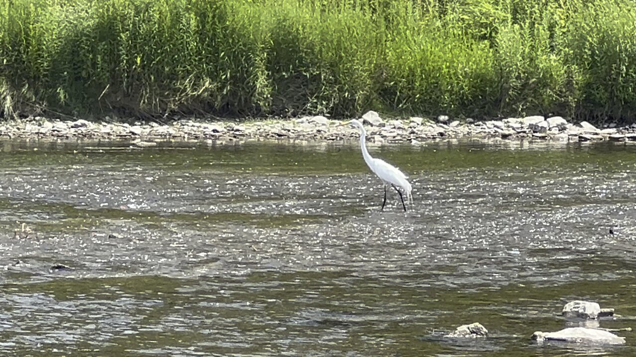 White Egret fishing