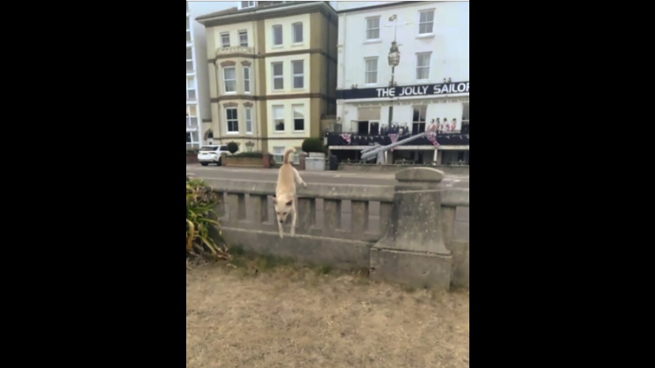 Dog Walking, Sniffing and ... Steeplechasing !