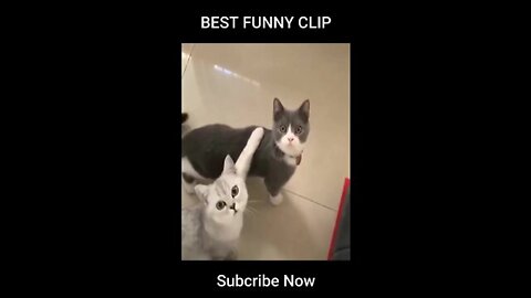 Best Cat Funny Clip #05