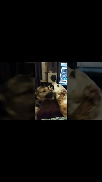 Shepsky Temper Tamtrum #shorts