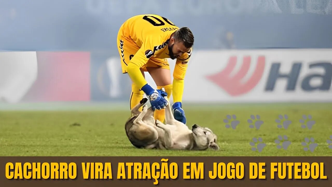 CACHORRO INTERROMPE PARTIDA DE FUTEBOL