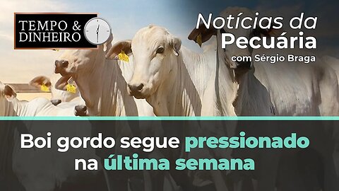 Boi gordo segue pressionado na última semana de abril na B3 e no mercado físico