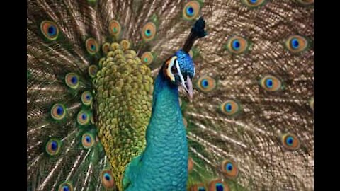 Peacocks explore empty streets of Madrid