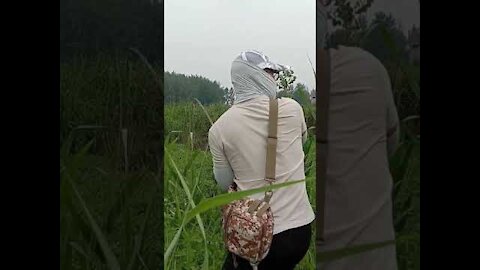 Unbelievable Fishing Snake Head FishAwesome FISHINGMurrell Fishes to Catch Flood water