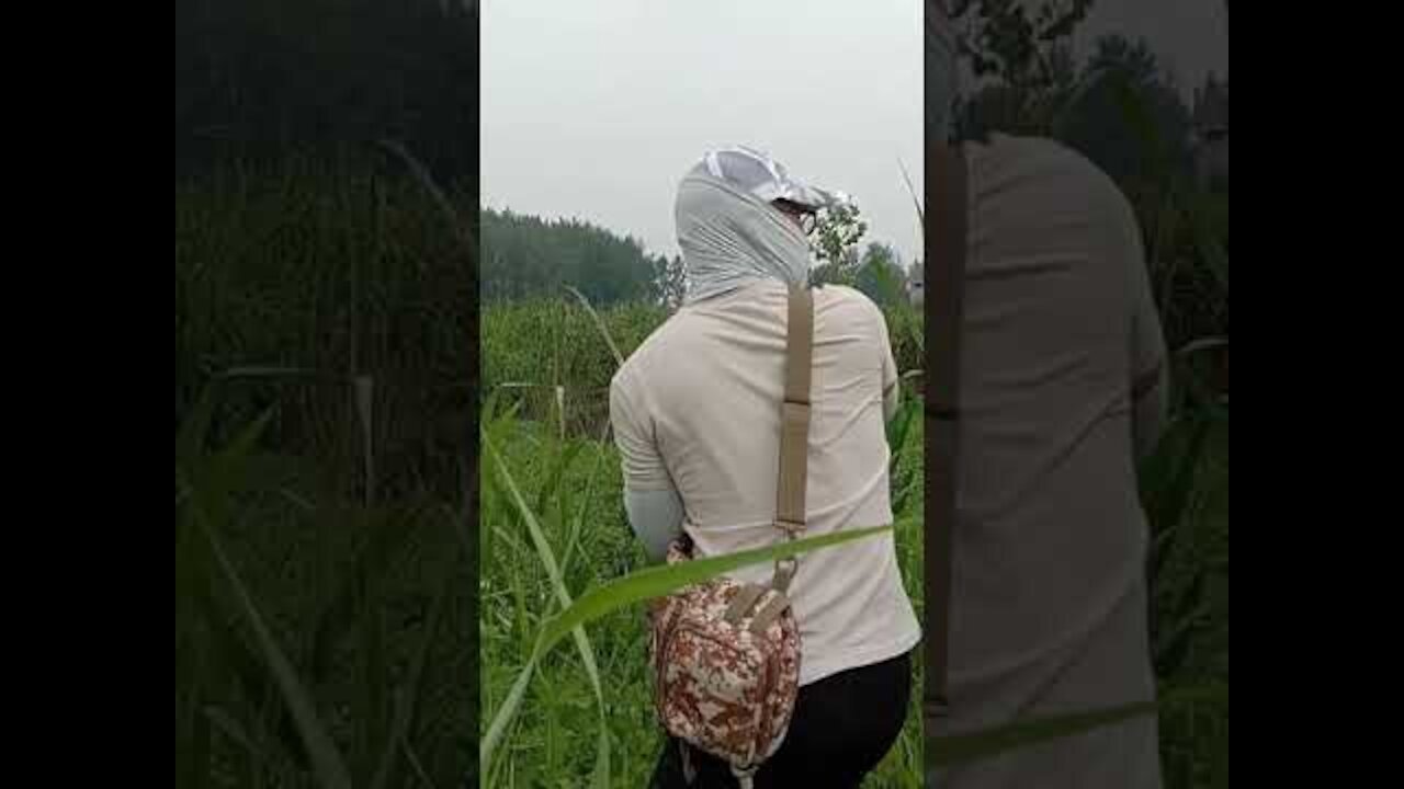 Unbelievable Fishing Snake Head FishAwesome FISHINGMurrell Fishes to Catch Flood water