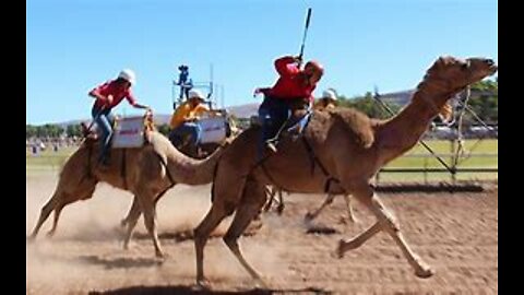 Indian camel race