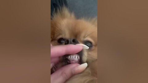 Funny Dogs Moment