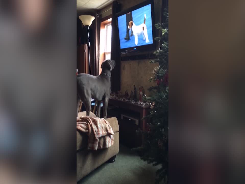 This Dog is Watching his Favorite Show – Too Funny!