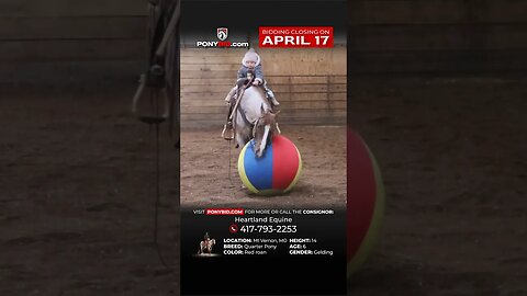𝔹𝕚𝕟𝕘𝕠 - You don’t want to miss out on this one! He is FANCY!!