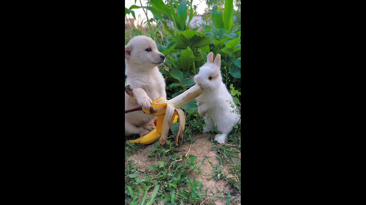 Adorable Bunny Moments That Will Melt Your Heart"