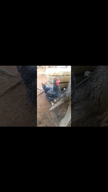 Galinha e galinha em busca de DIVERSÃO GARANTIDA