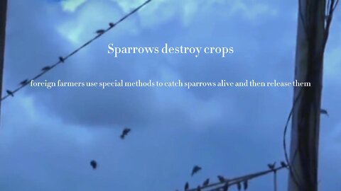 foreign farmers use special methods to catch sparrows alive and then release them