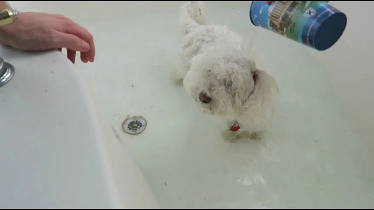 MY DOG KEEPS GETTING INTO TROUBLE!