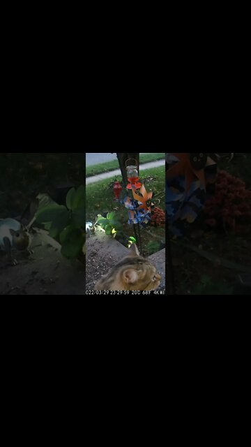 The Cat Looks Into The Camera #Shorts 😻