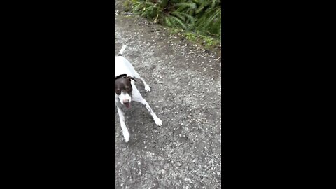 Excited Dog Runs Really Fast