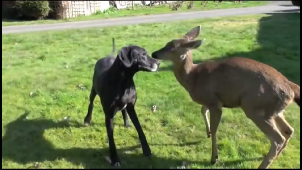 Deer Loves to play with his Friendly Dog