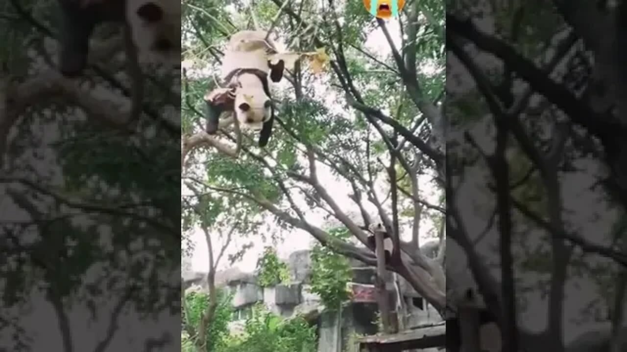 Panda Hanging Around lol #Shorts