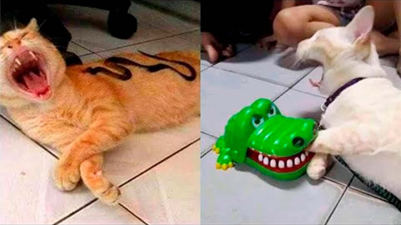 Funny Animal Videos 2022 😂 - Funniest Cats And Dogs Videos