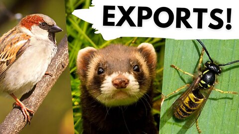 10 Native UK animals that are invasive in other countries