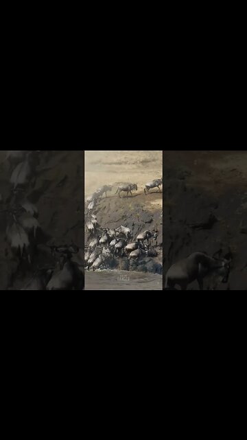 Dusty Great Migration Crossing #shorts | #ShortsAfrica | #Augdailyshorts