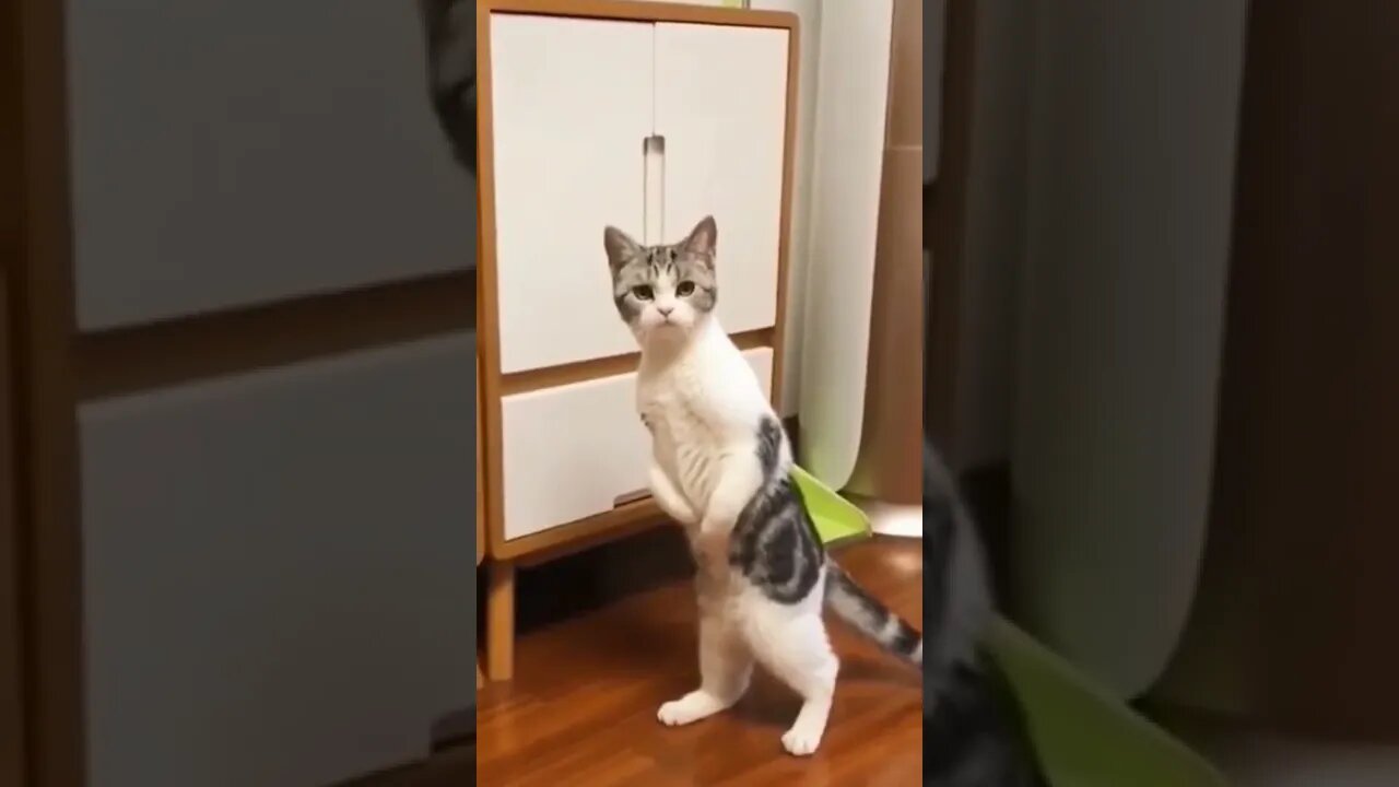 наши милые котики (3)