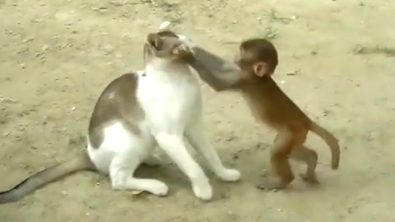 Funny animal pets videos 2024 - Funny cats/dogs/monkeys - Funny animals -Aaniimal Legend 2024