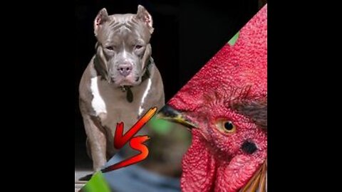 Funny dog Fight Video