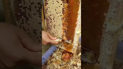 this is how honey is extracted shorts youtubeshorts work