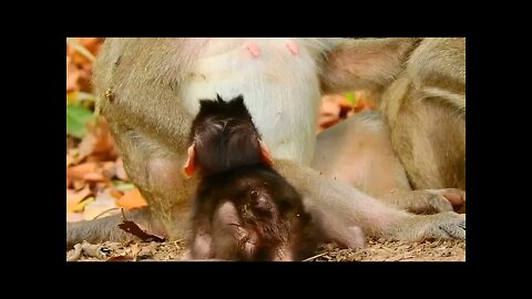 Young Mom Breastfeed Her Babies