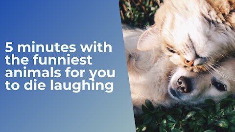 5 minutes with the funniest animals for you to die laughing, after a very tiring day