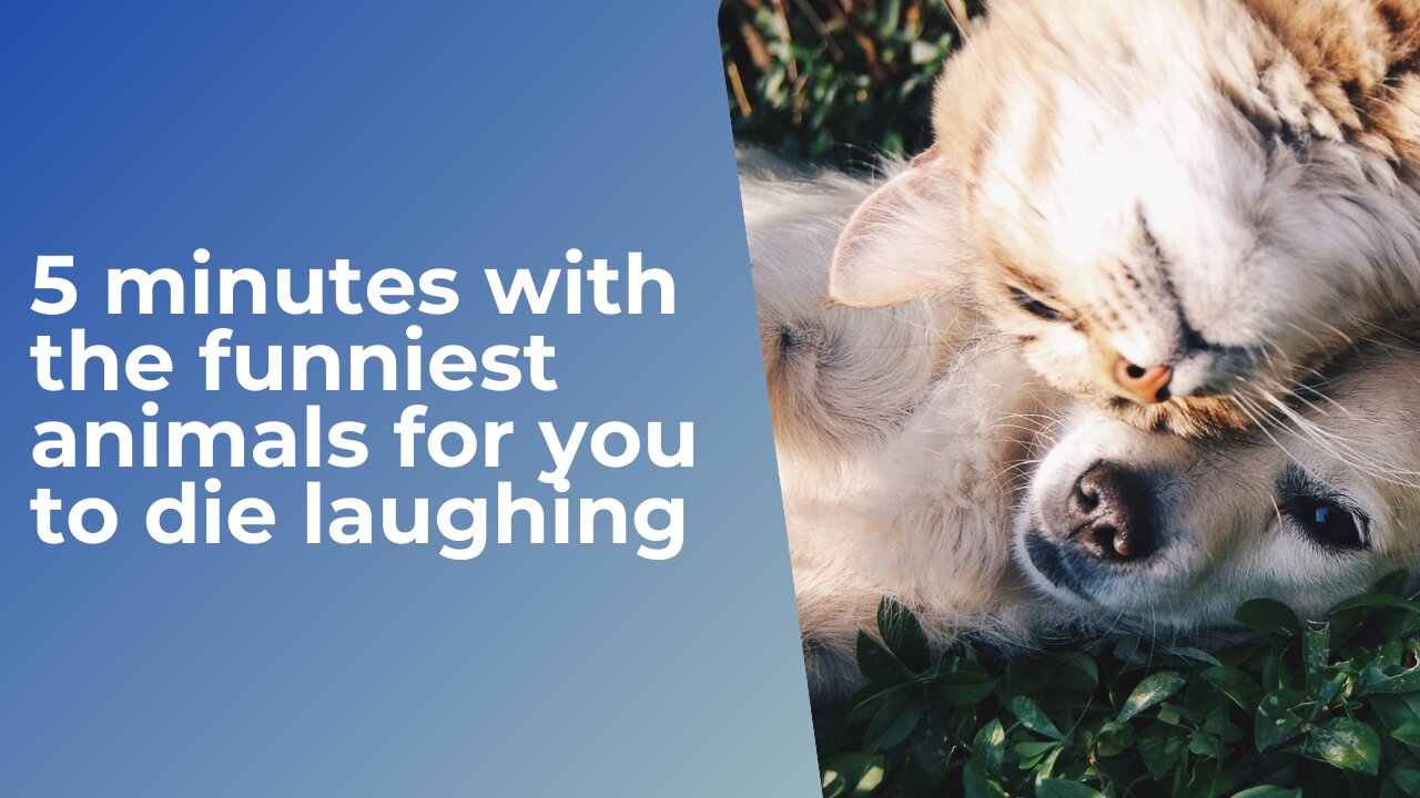 5 minutes with the funniest animals for you to die laughing, after a very tiring day