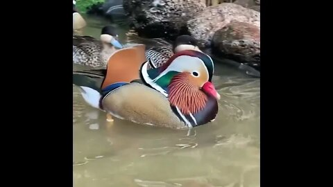 The rare mandarin duck 🦆 | #Shorts #animal #Duck