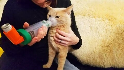 Funniest Cats 😹 - Don't try to hold back Laughter 😂 - Funny Cats Hack – 105