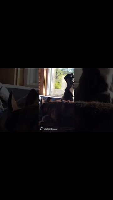 Dutch Shepherd & Pitbull living their best lives...