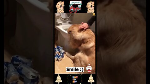 #07_😂🐶😂 #Baby #Dogs - #Cute and #Funny #Dog Video 😂🐶😂 (#2022)