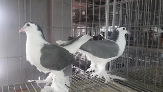 Lahore Pigeon