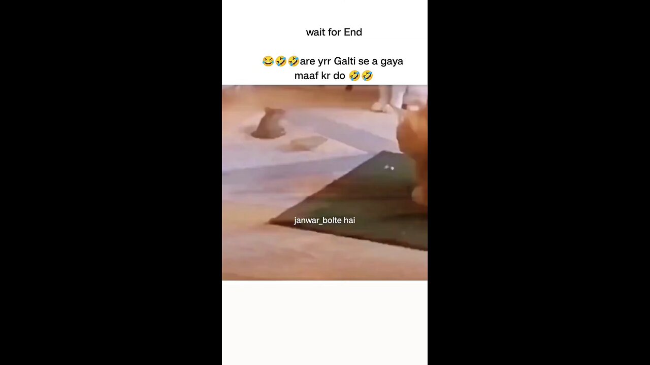 😹😹👍