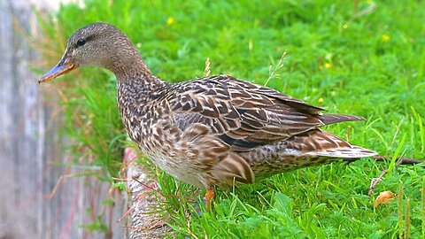 Mrs. Gadwall Duck on Edge on a Ledge. Maby Oats Will Calm Her Down.