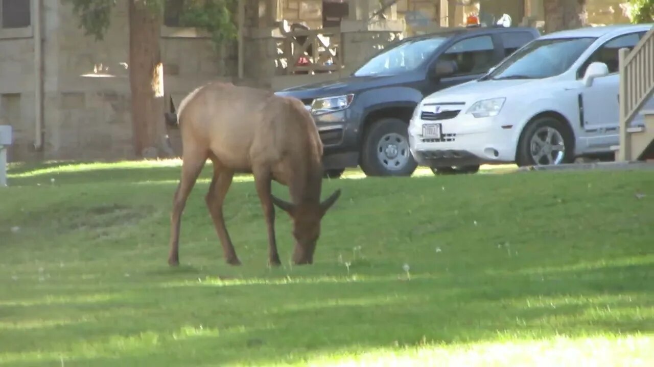 Elk outside the Historic Fort Yellowstone