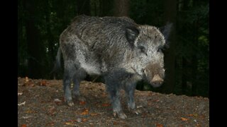 A Village of Wild Boars