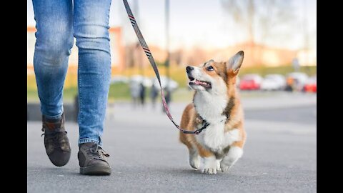 Teach any dog to walk nicely on the leash _ 5 MINUTE DOG TRAINING RESULTS!.