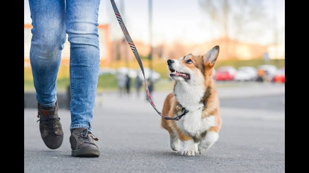 Teach any dog to walk nicely on the leash _ 5 MINUTE DOG TRAINING RESULTS!.