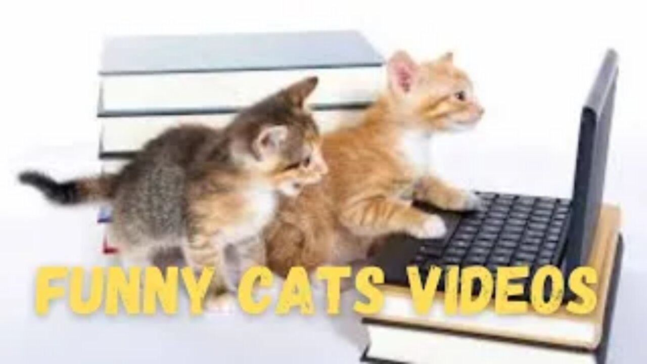 Funny videos of naughty cats