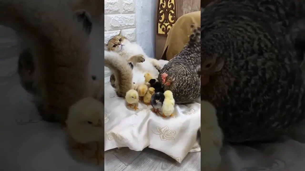 Hen: These are my babies, move it!