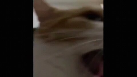 funny 😁 Animal Videos PT16